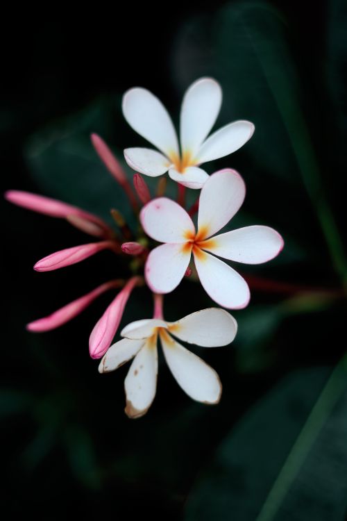 Free Capture of white plumeria flowers with pink buds, showcasing nature's delicate beauty. Stock Photo