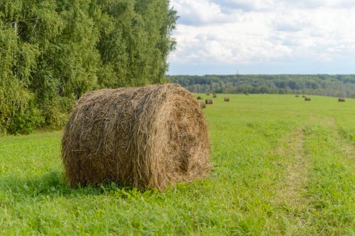 Free Peaceful summer scene in a green field with hay bales under a cloudy sky. Stock Photo