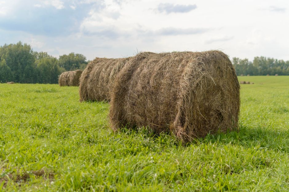 Oogstbord met geroosterde pompoen en kruiden. Oogstbord met geroosterde pompoen en kruiden.
