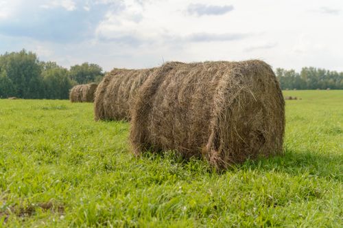 Free Tranquil scene of hay bales in a vast green field under a cloudy sky, evoking peace and nature's beauty. Stock Photo