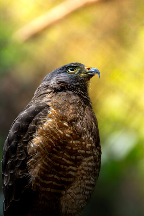 Free A striking portrait of a hawk showcasing its detailed feathers and sharp gaze. Stock Photo
