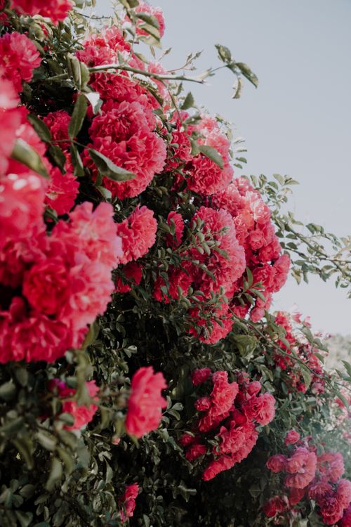 Free Bright pink-red roses in full bloom on a bush under clear sky. Perfect for floral themes. Stock Photo