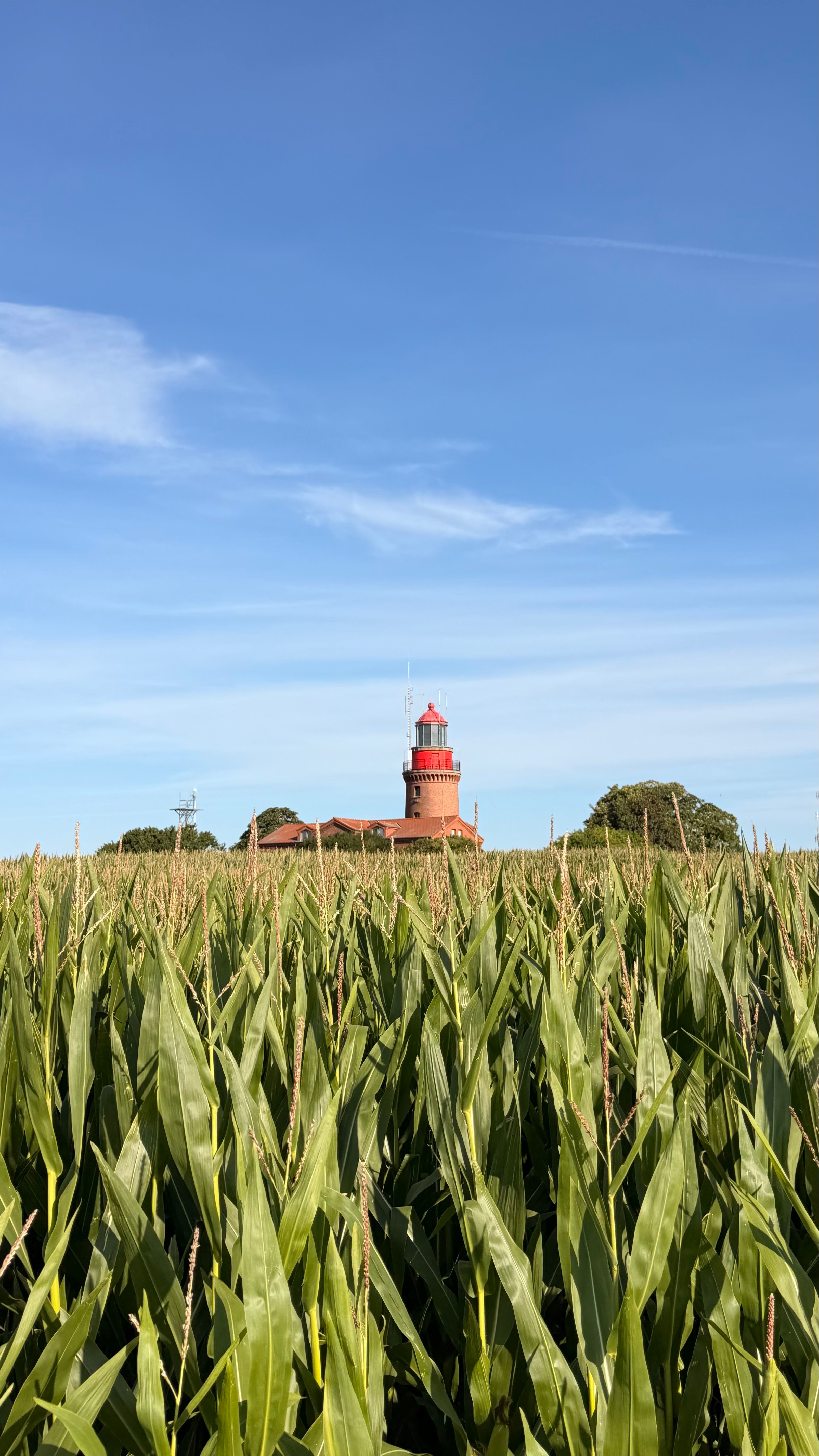 A scenic view of Kap Arkona Lighthouse amidst a vast cornfield on a sunny day in Rügen, Germany.