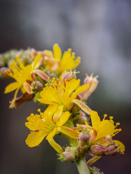 Free Detailed macro shot of blooming yellow agrimony flowers against blurred background. Stock Photo