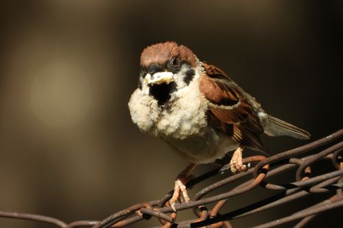Free Detailed shot of a house sparrow perched on a rusty wire fence, holding food. Stock Photo