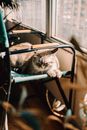 一只可爱的虎斑猫在室内窗前的椅子上晒着阳光