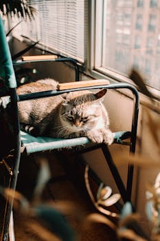 一只可爱的虎斑猫在室内窗前的椅子上晒着阳光
