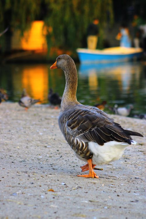 Free A wild goose walking near a calm lake at sunset in Bucharest. Stock Photo