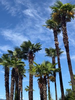Tall palm trees with lush green leaves under a vibrant blue sky create a tropical scene.