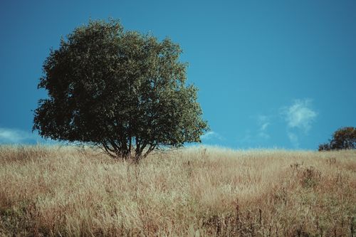 Free A solitary tree stands on a grassy hill under a clear blue sky in Chechnya. Stock Photo