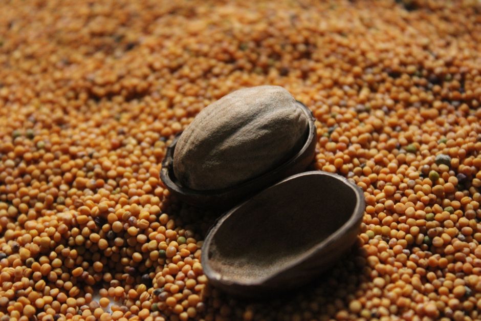 A small wooden bowl of tan-brown celery seeds next to a fresh celery stalk on a wooden cutting board.