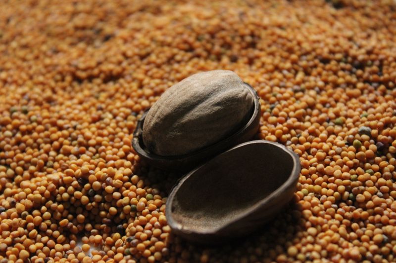 Celery Seeds