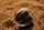 seed