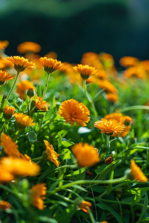 Free Bright orange marigold flowers bloom vibrantly in a lush garden, showcasing rich greenery and lively petals. Stock Photo