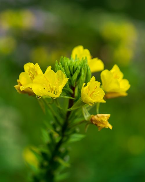 Free Vibrant close-up of evening primrose flowers in full bloom against a blurred green background. Stock Photo