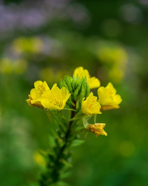 Free Beautiful close-up of yellow evening primrose flowers in a lush green garden. Stock Photo