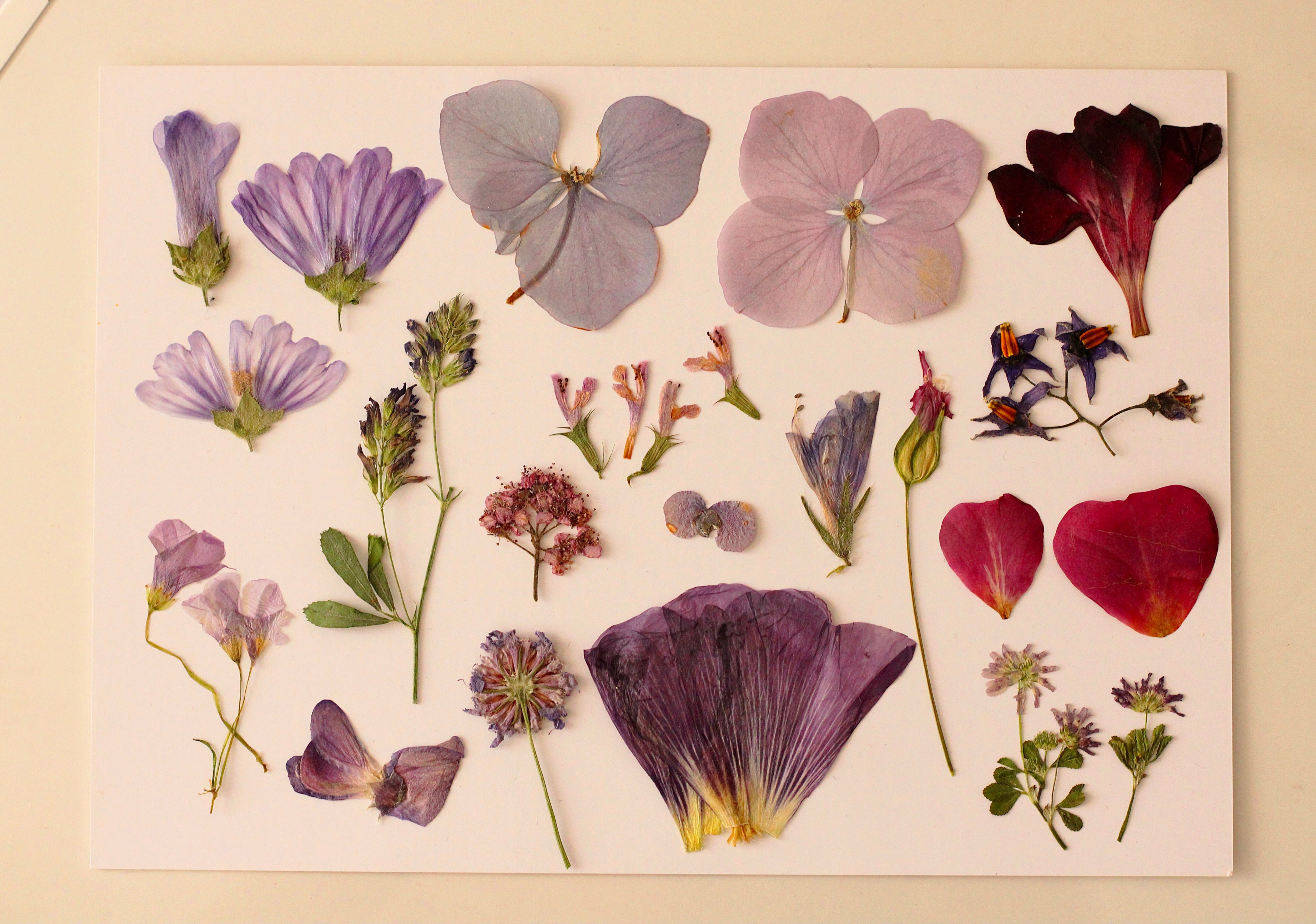 Handmade pressed flower cards