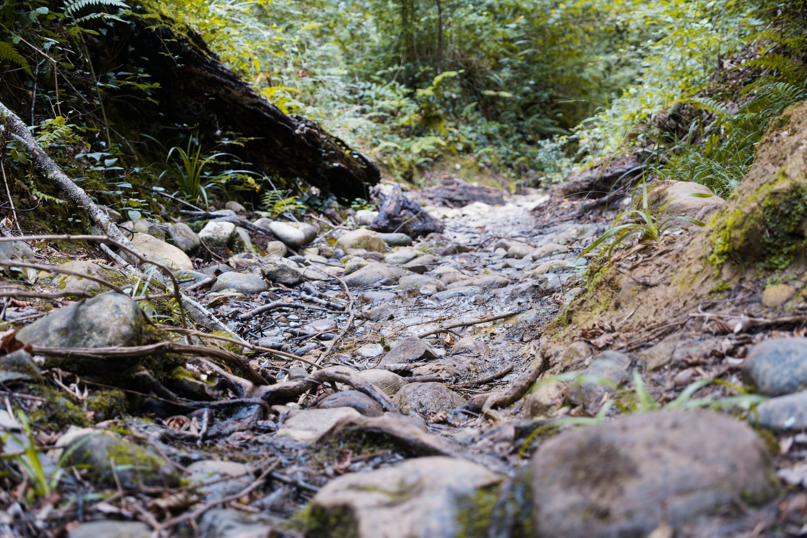 Lit de ruisseau asséché et rocailleux dans une forêt luxuriante près de Pau