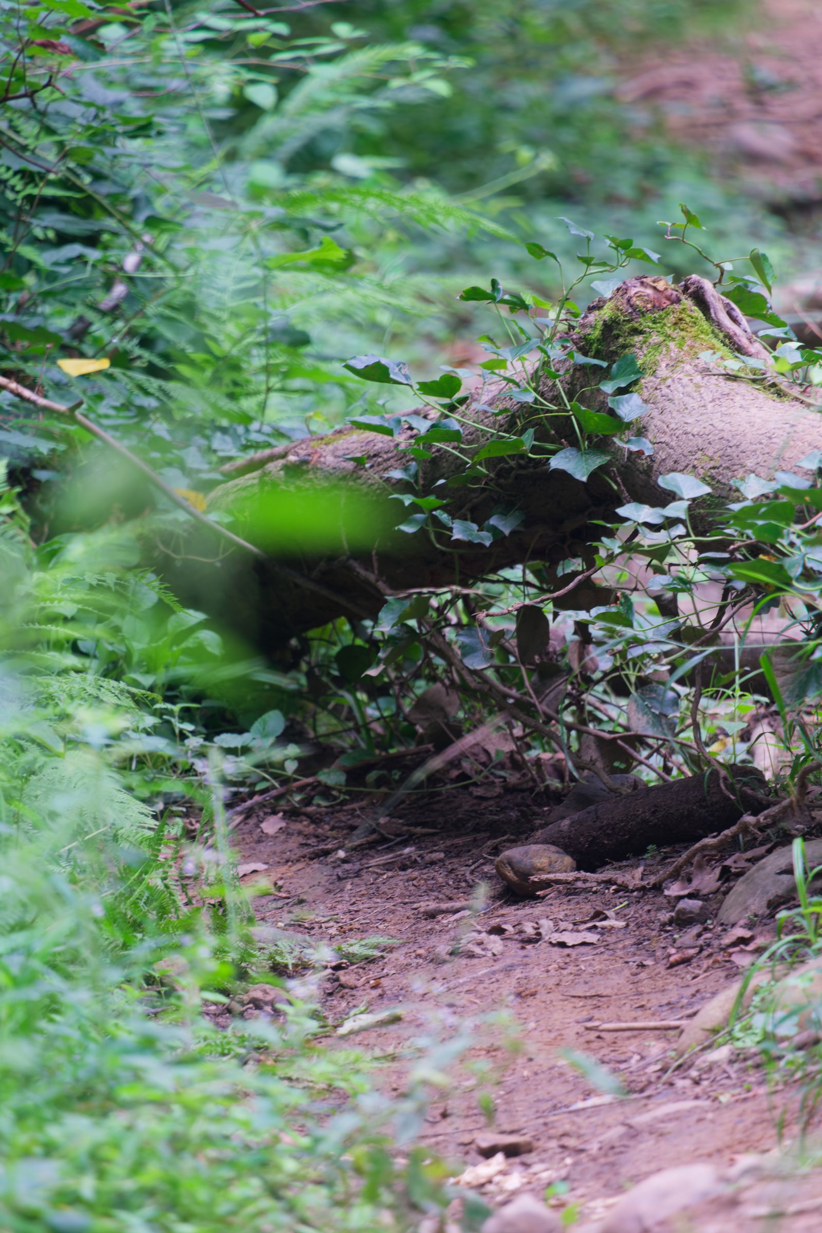 Tronc couvert de lierre au bord d'un sentier forestier près de Pau
