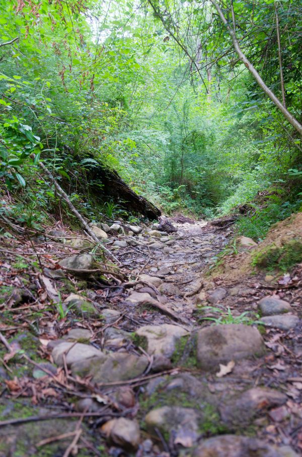 Sentier rocailleux dans une ravine à sec, à travers une forêt verdoyante près de Pau