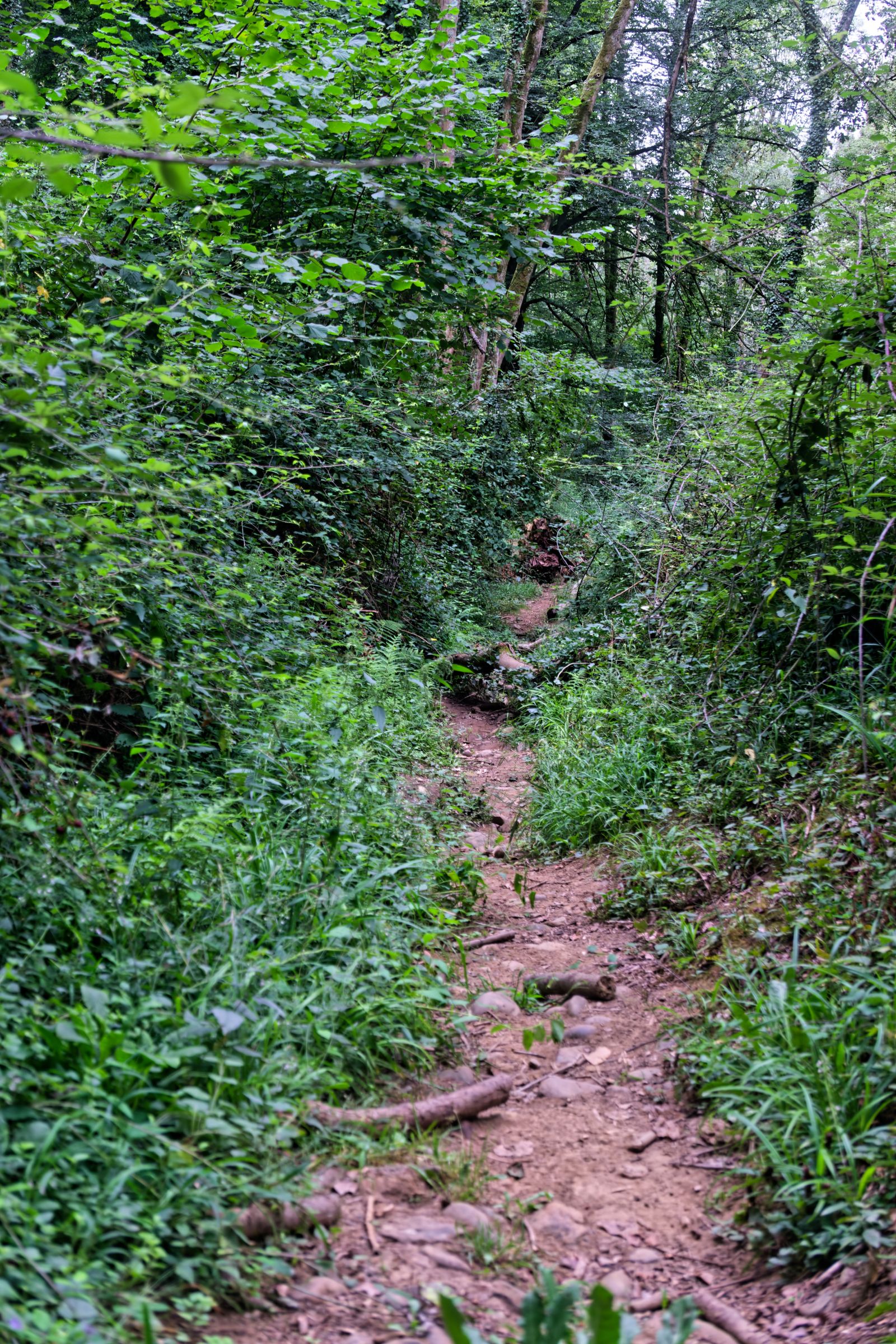Chemin de terre sinueux à travers une forêt dense dans les Pyrénées-Atlantiques