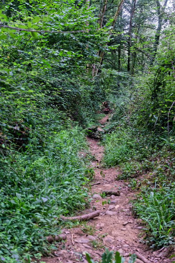 Chemin de terre sinueux à travers une forêt dense dans les Pyrénées-Atlantiques