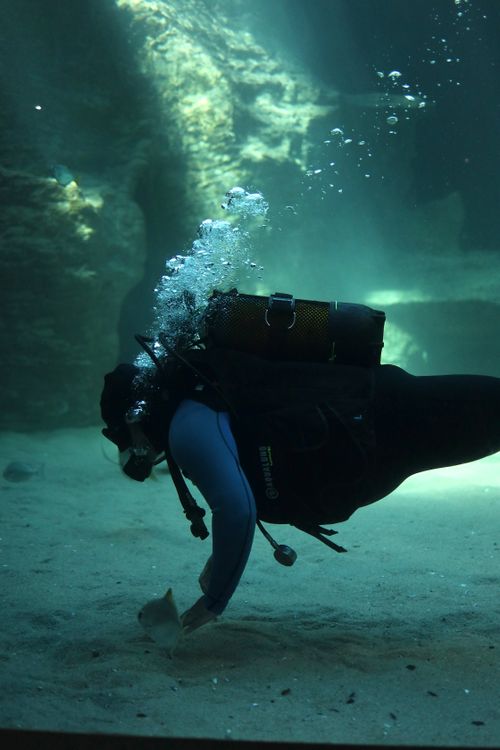 Free Scuba diver explores aquarium depths, revealing underwater wonders in Cape Town, South Africa. Stock Photo