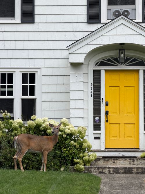 Free A deer stands in front of a house with a bright yellow door in Halifax, NS. Stock Photo