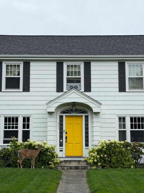 Free A picturesque white house with a yellow door framed by hydrangeas and visited by a deer in Halifax, NS. Stock Photo