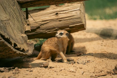 Free A cute meerkat standing on sand near wooden logs under sunlight, outdoors in summer. Stock Photo