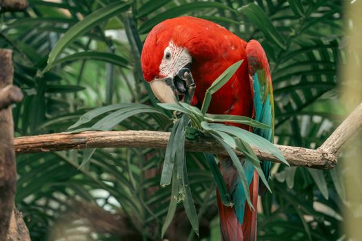 Vibrant scarlet macaw on a branch surrounded by lush green leaves in a tropical setting.