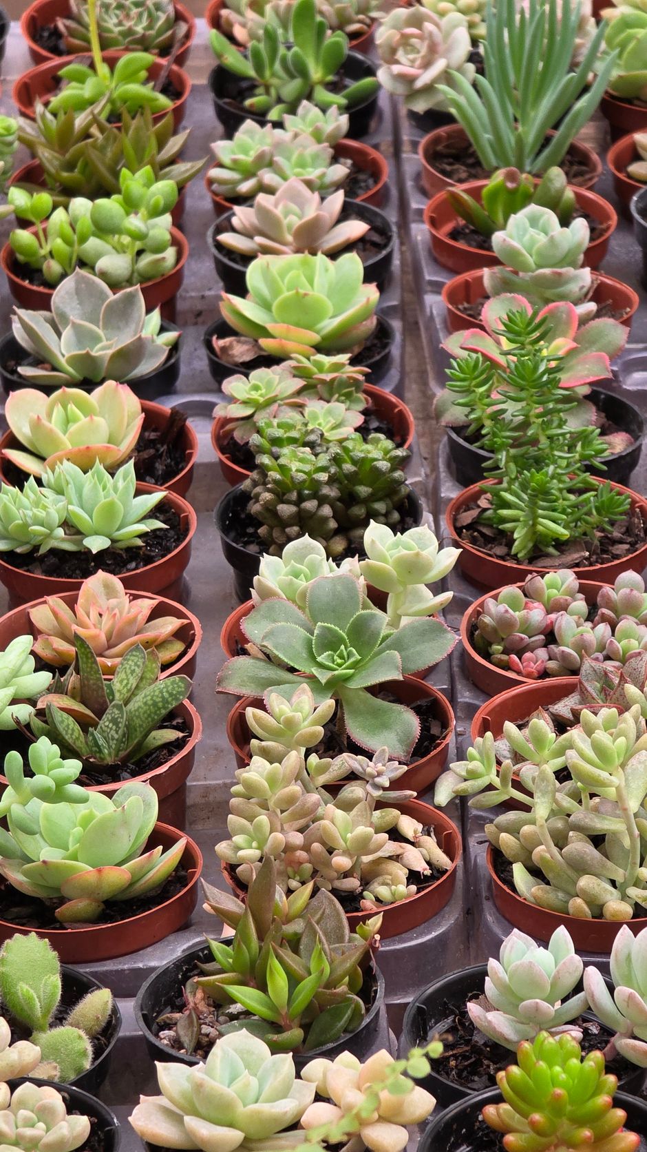 $55 succulent restock for my Saturday market stall
