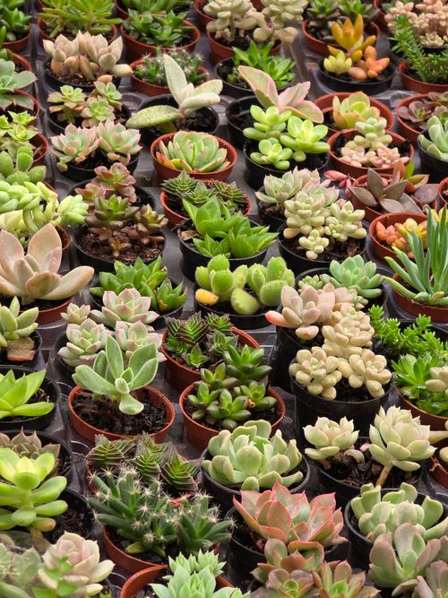 Free A top-down view of a diverse collection of succulent plants in small pots. Stock Photo