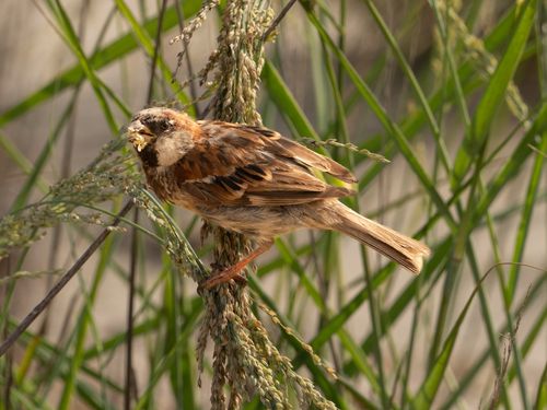 Free A house sparrow perched on wild grass, feeding amidst lush greenery. Stock Photo