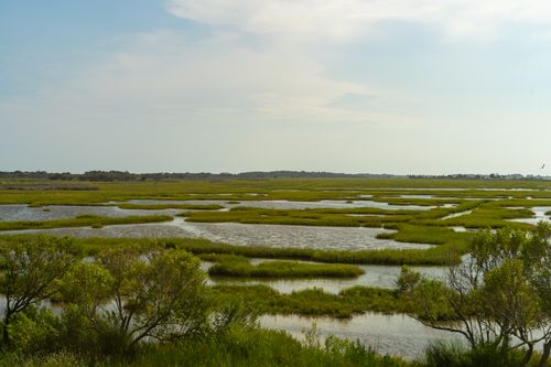 Free Peaceful view of expansive wetlands with lush green vegetation under a bright sky. Stock Photo