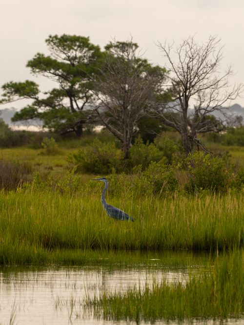 Free A serene Great Blue Heron stands in lush green marshland surrounded by trees. Stock Photo