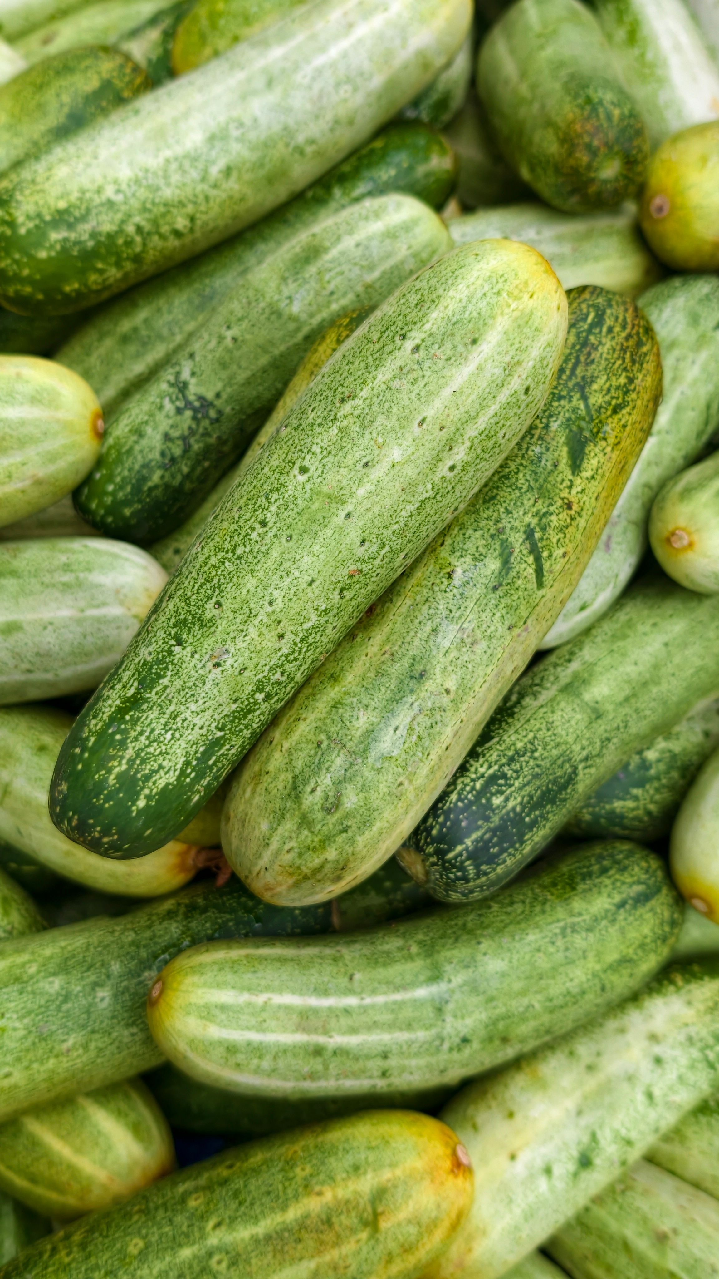 fresh vegetables harvest summer
