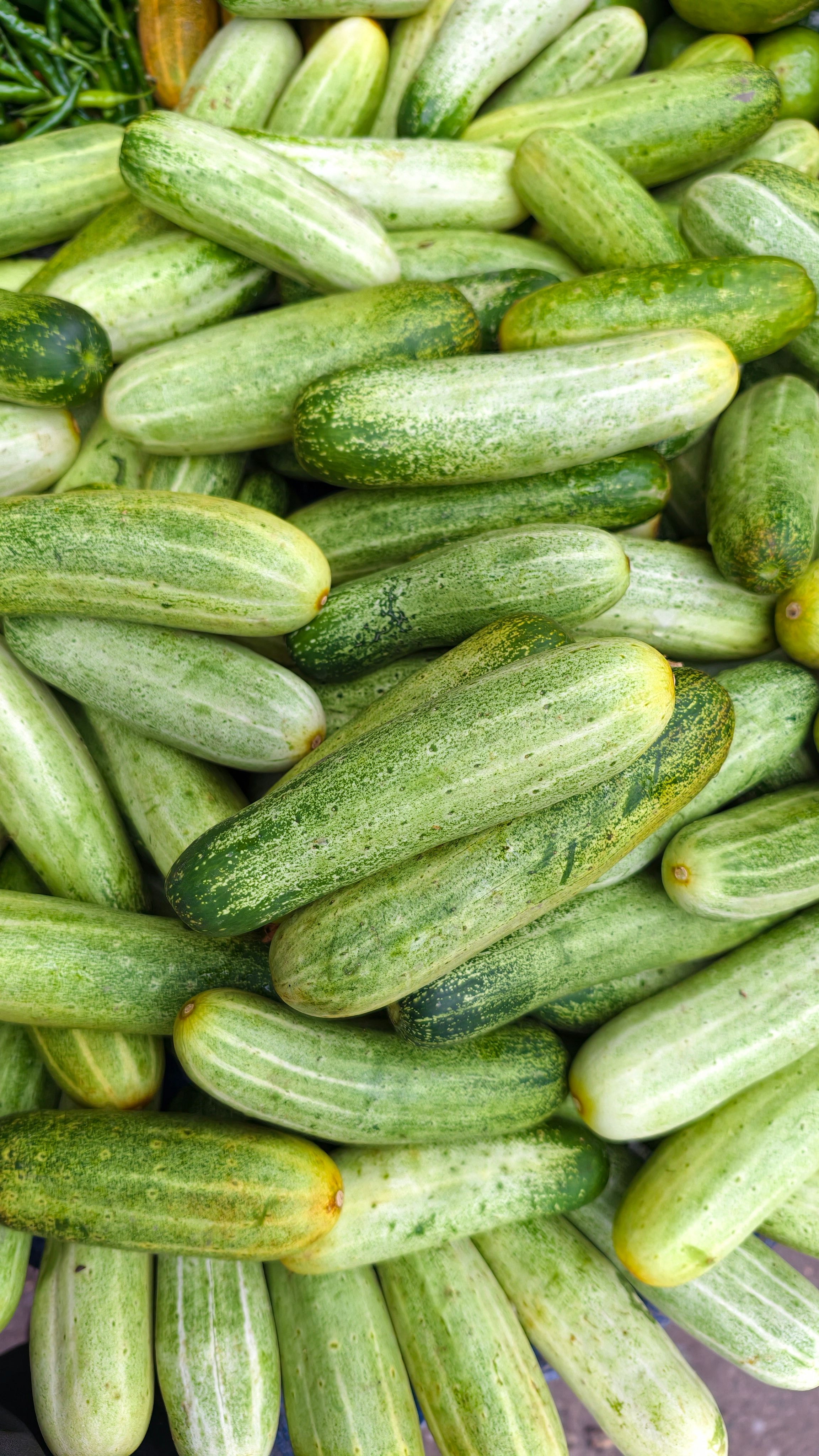 A whole English cucumber next to sliced rounds showing its thin skin and small, sparse seed cavity.