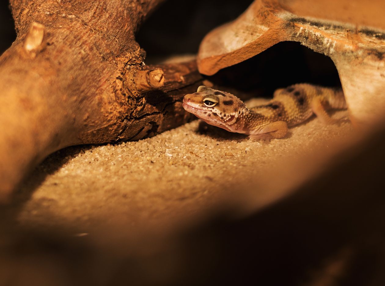 Leopard Gecko Substrate: Paper, Slate, Soil-Sand or Bioactive?