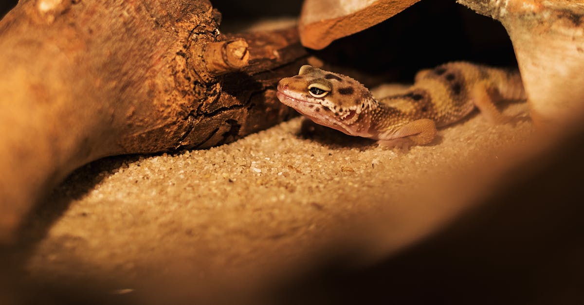 Free stock photo of gecko