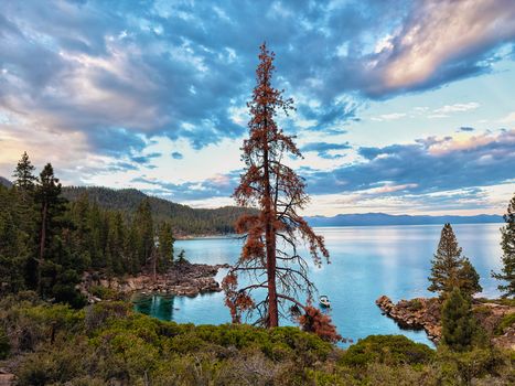 Beautiful view of Lake Tahoe featuring tall trees and clear blue water under a vibrant sky.