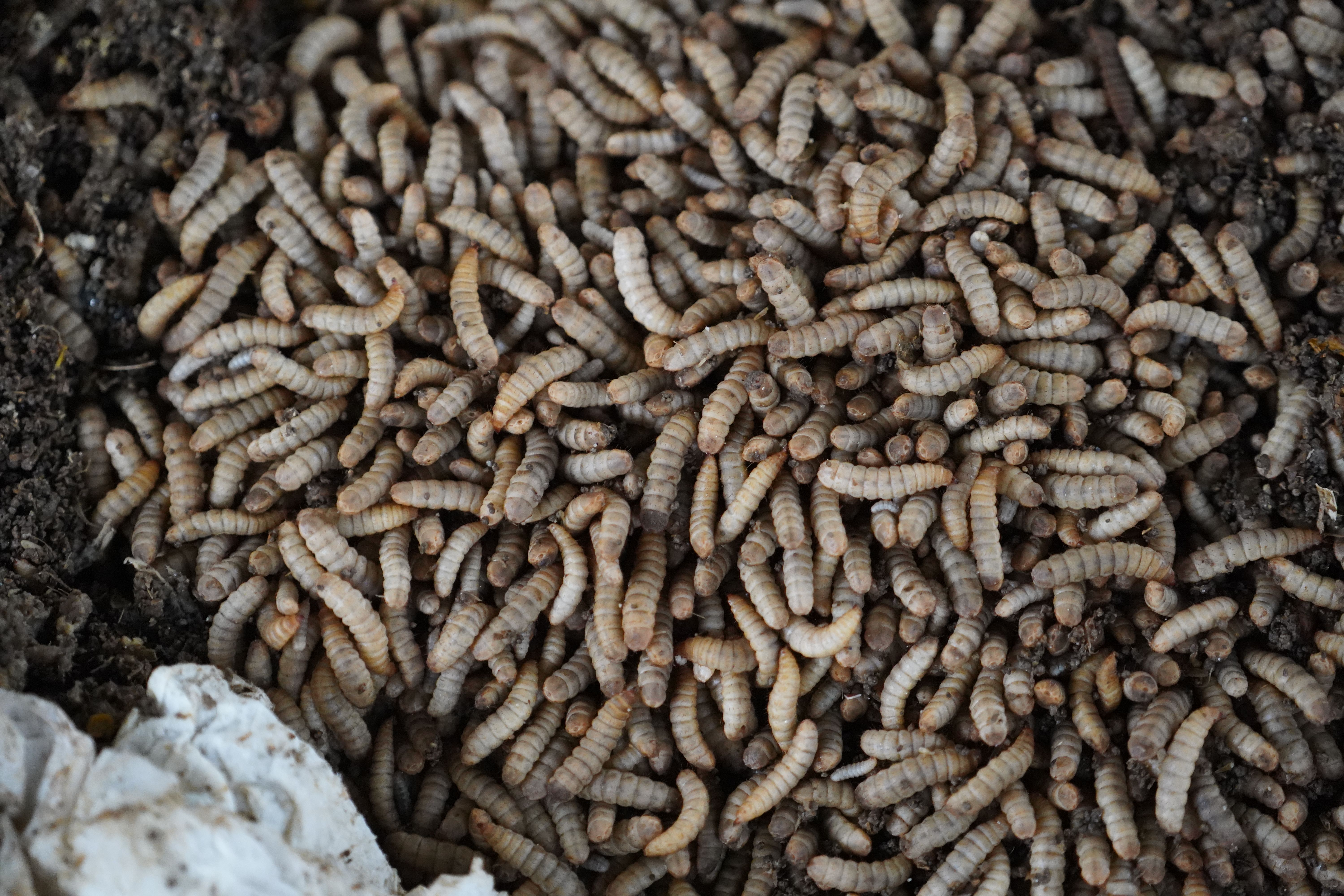 How often should I worm my dog?