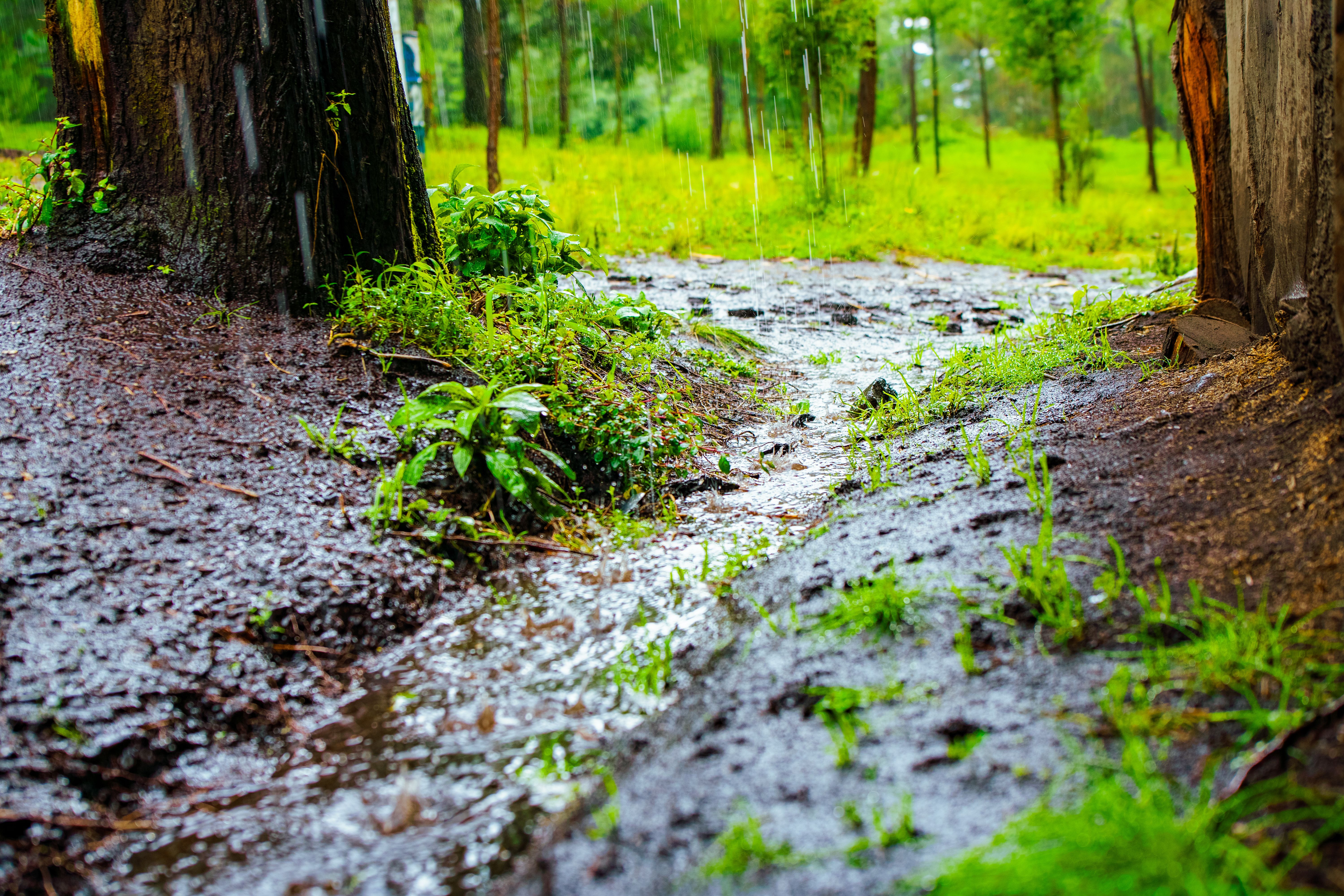 Rain-soaked path and tree roots in lush green surroundings