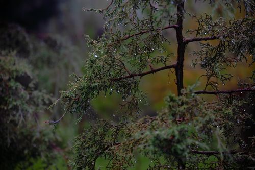 Free Close-up of a dew-covered tree branch in a Mexican forest, capturing natural beauty and tranquility. Stock Photo