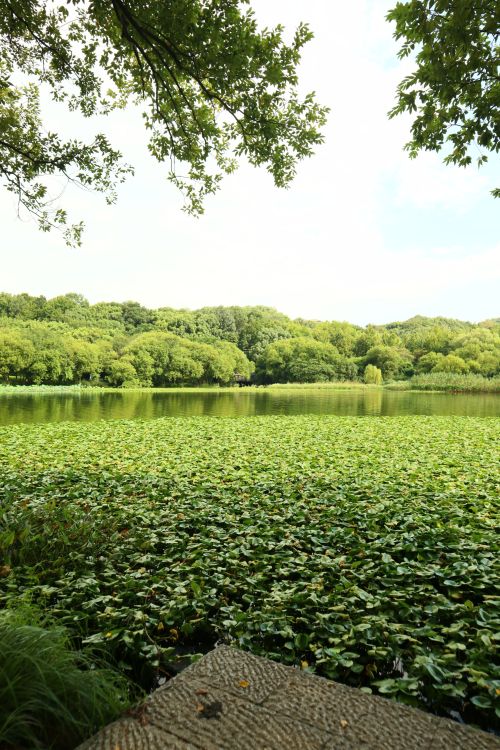 Free Serene lake scene with lily pads and dense green forest in summer. Stock Photo