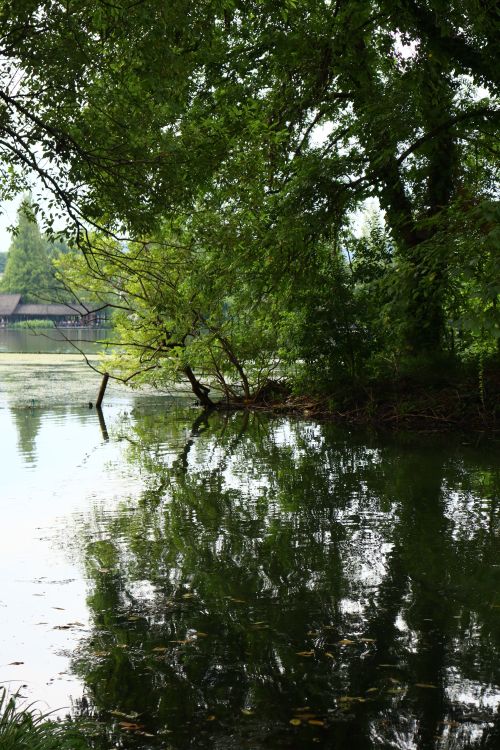 Free Tranquil scene of a lake with lush green trees reflecting in the water, perfect for nature and relaxation themes. Stock Photo