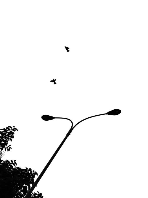 Bird photography