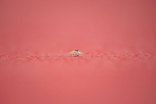 Free A close-up macro image of a jumping spider sitting on a red textured surface with a minimalist feel. Stock Photo