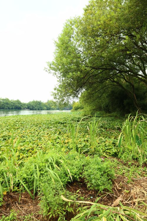 Free Scenic view of a riverbank covered in lush green foliage under a clear summer sky. Stock Photo