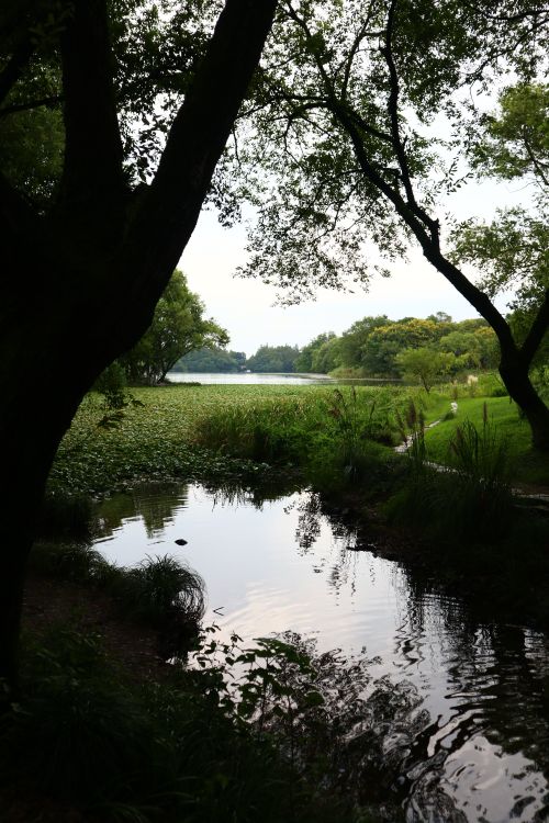 Free Tranquil forest stream reflecting trees under a clear sky. Stock Photo